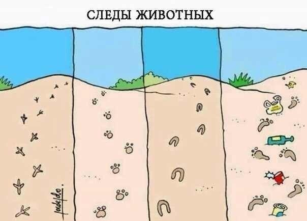 следы животных.jpg
